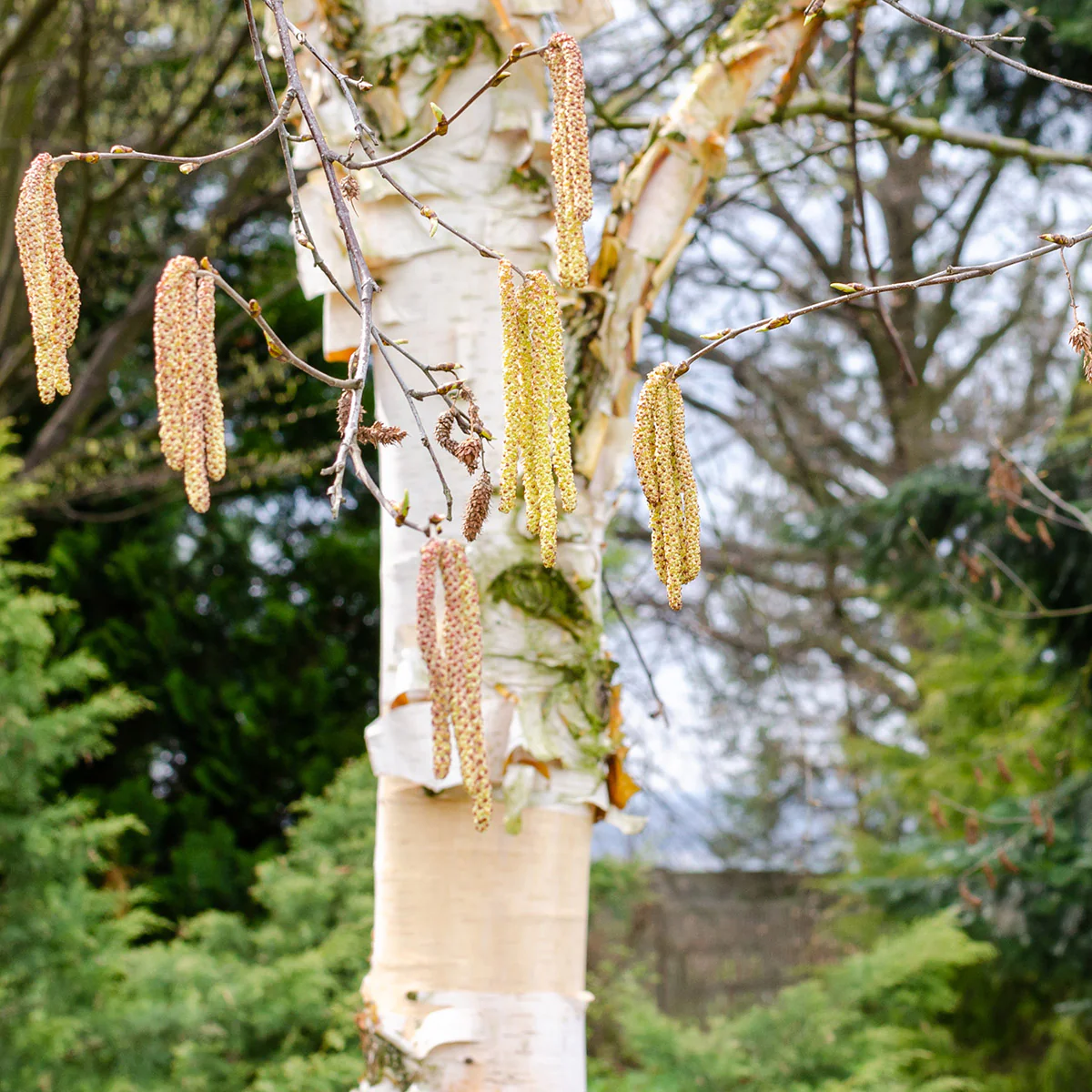 Betula albosinensis 'Fascination' Tree
