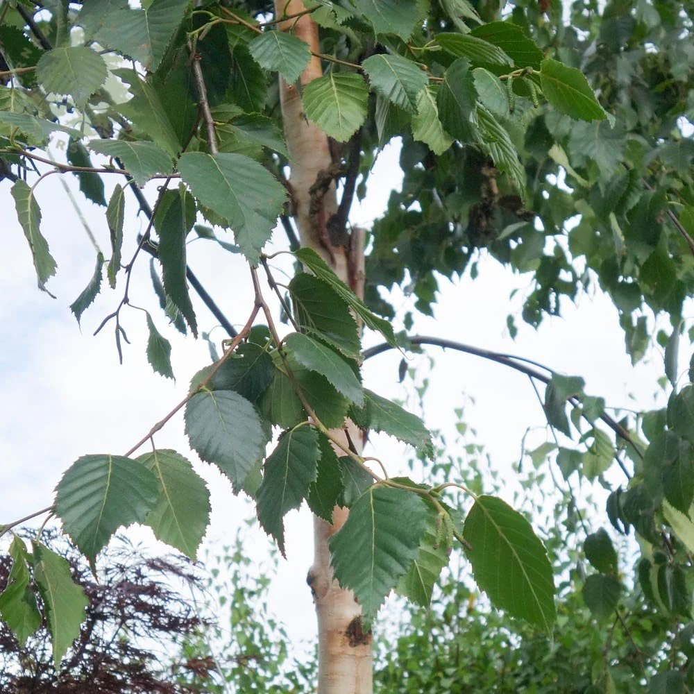 Betula albosinensis 'Fascination' Tree - Image 3