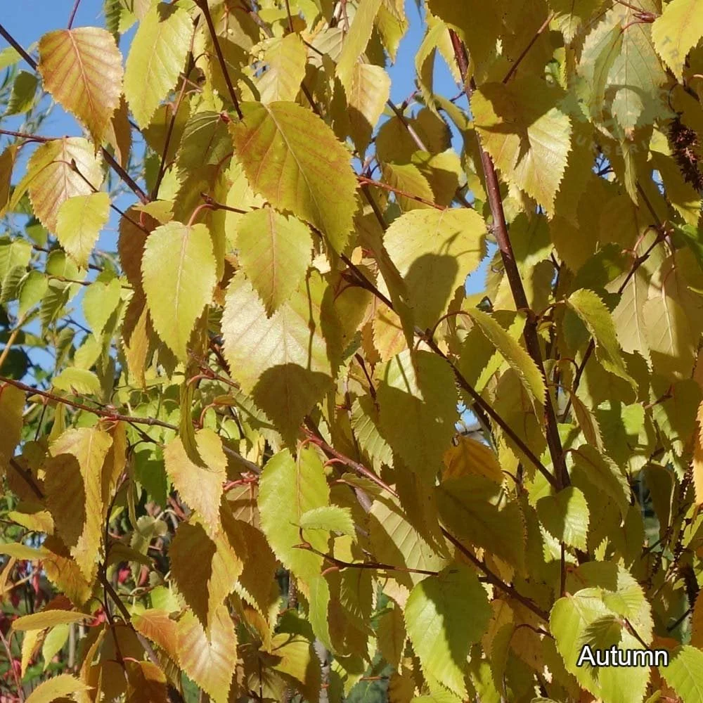 Betula albosinensis 'Fascination' Tree - Image 4