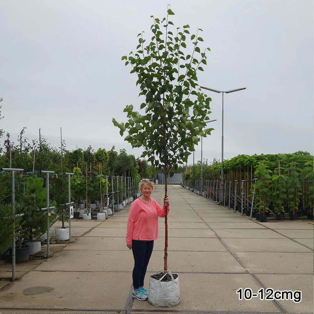 Betula albosinensis 'Fascination' Tree - Image 6