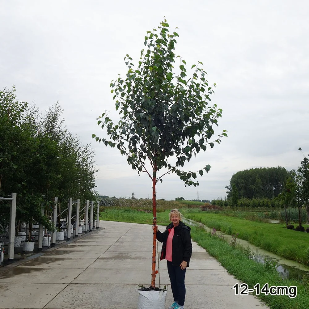 Betula albosinensis 'Fascination' Tree - Image 7
