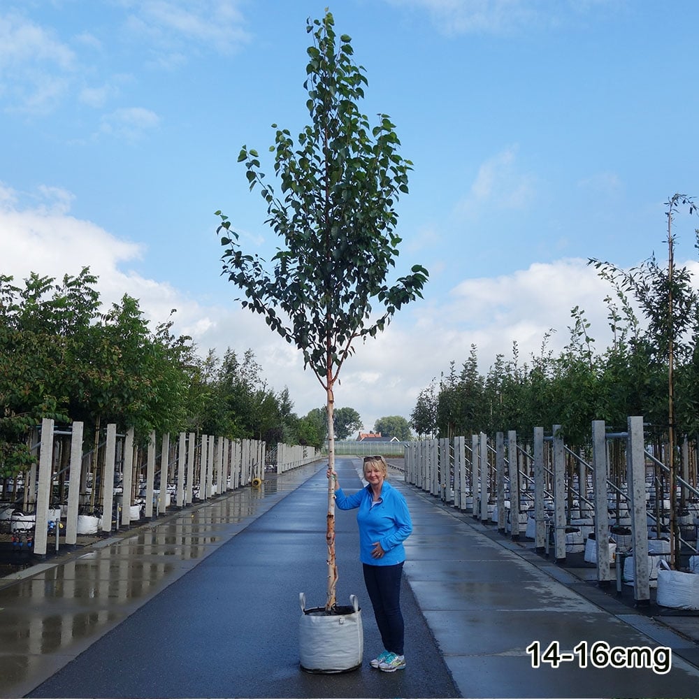 Betula albosinensis 'Fascination' Tree - Image 8