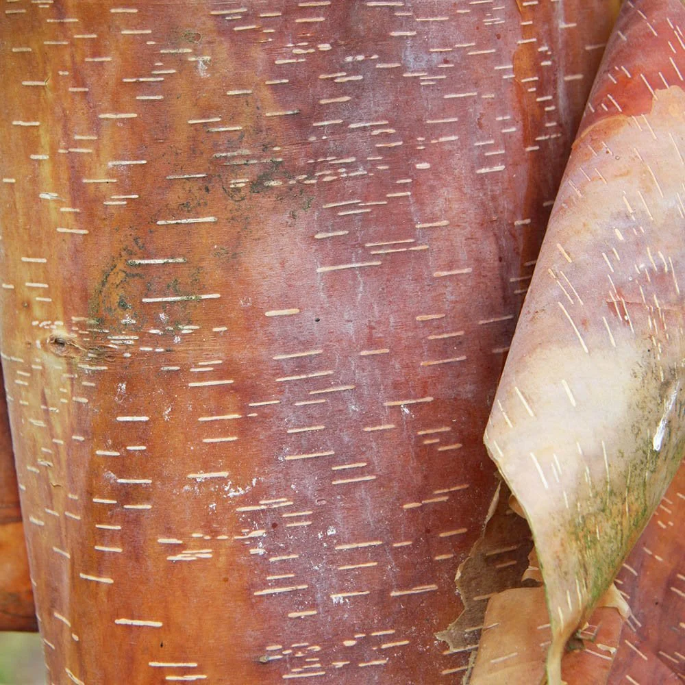 Betula albosinensis 'Kansu' Tree