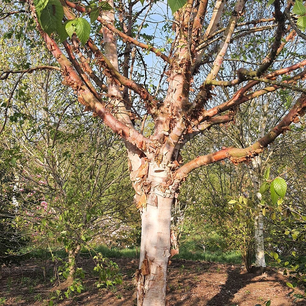 Betula albosinensis 'Kansu' Tree - Image 2