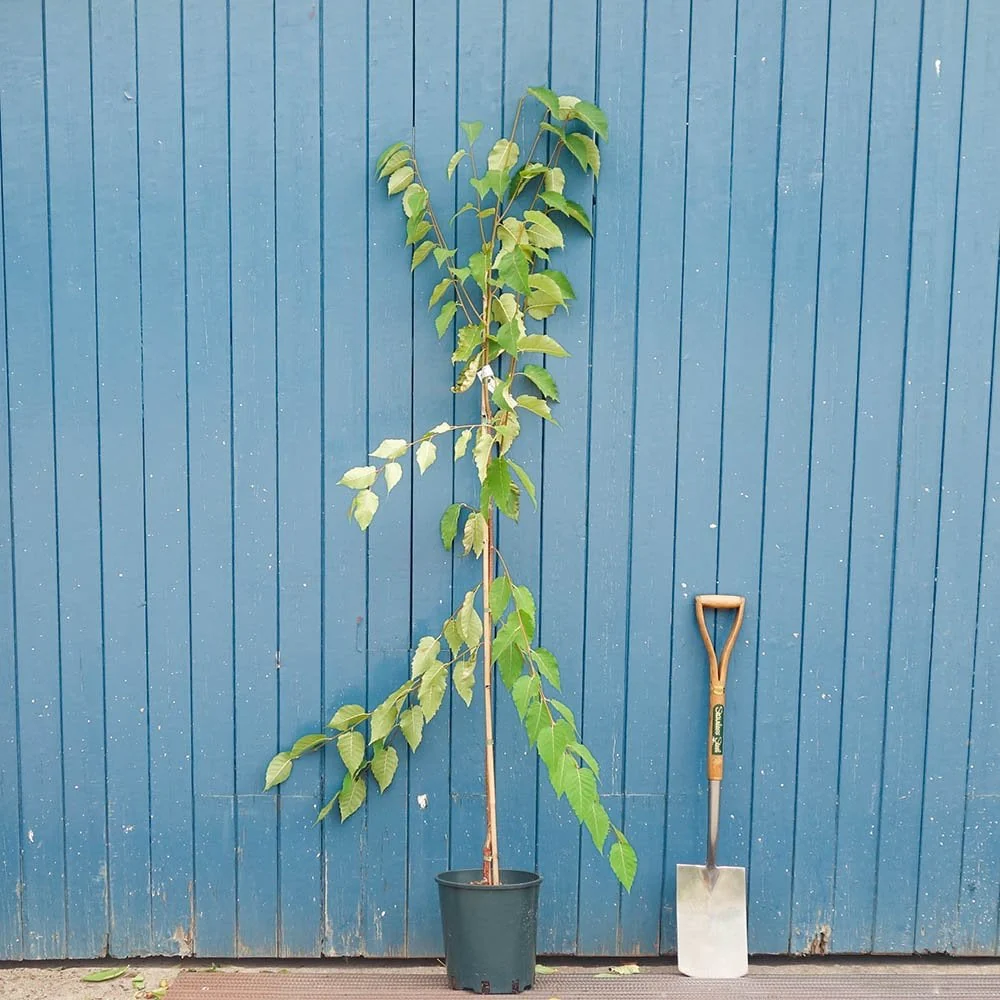 Betula albosinensis 'Kansu' Tree - Image 3