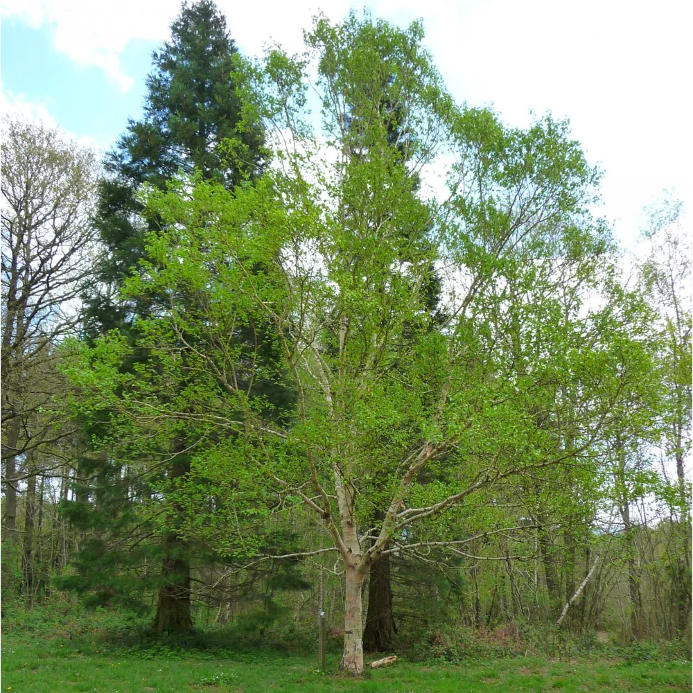 Betula ermanii Tree - Image 2