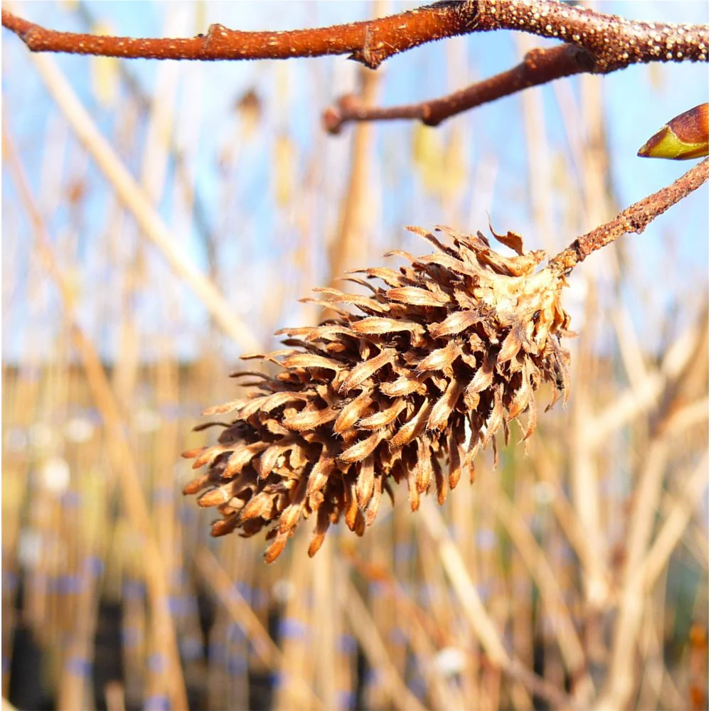Betula ermanii Tree - Image 3