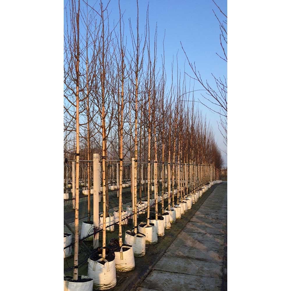 Betula ermanii Tree - Image 4