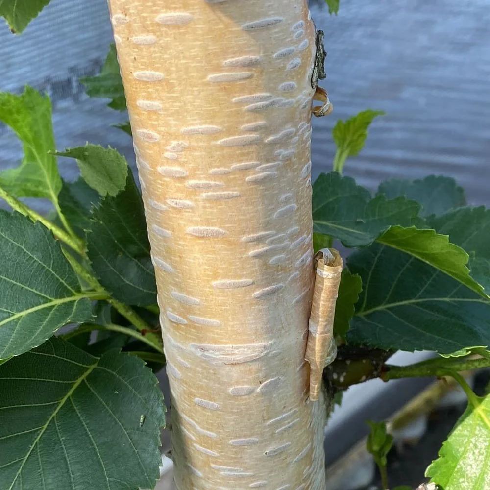 Betula ermanii 'White Chocolate' Tree