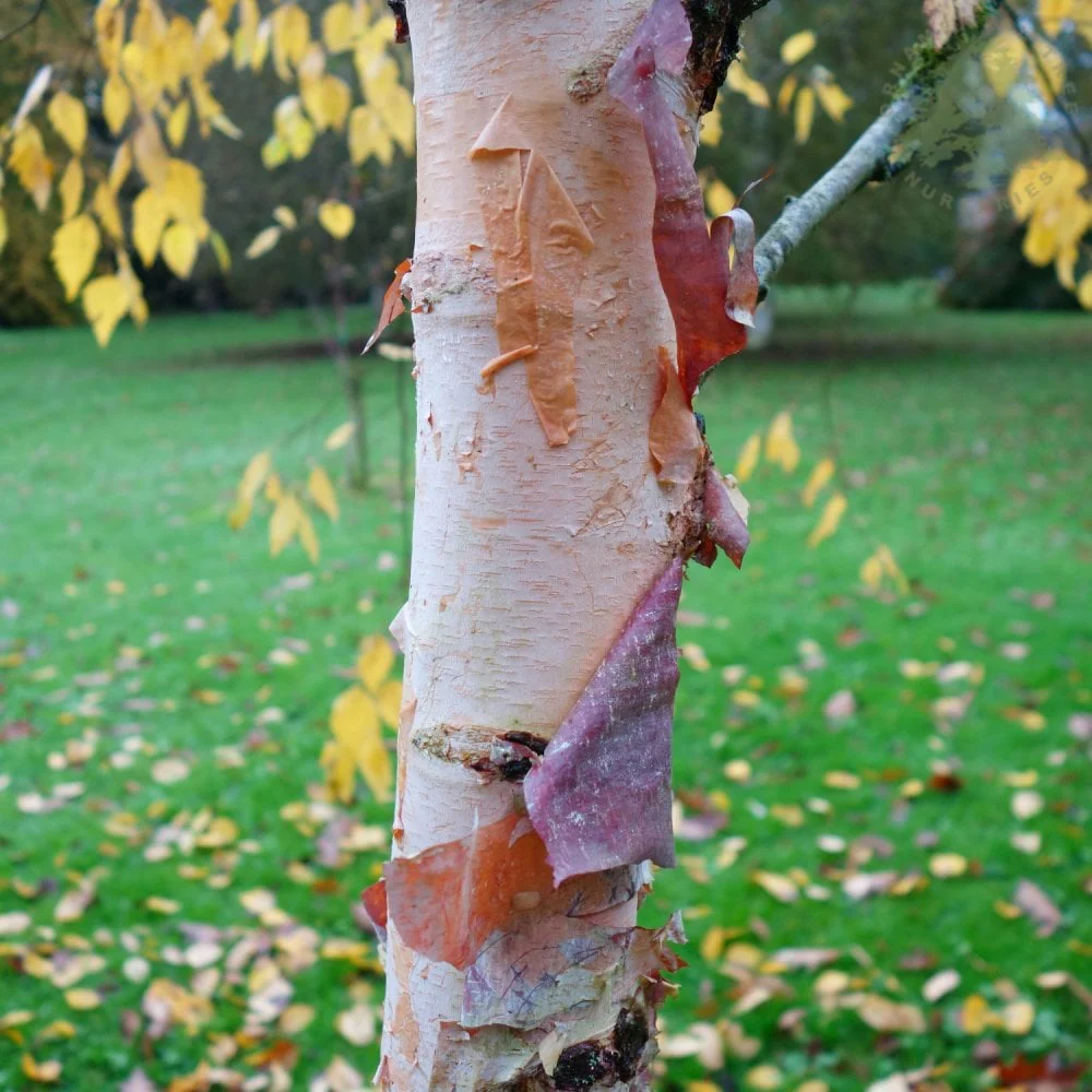 Betula nigra Tree