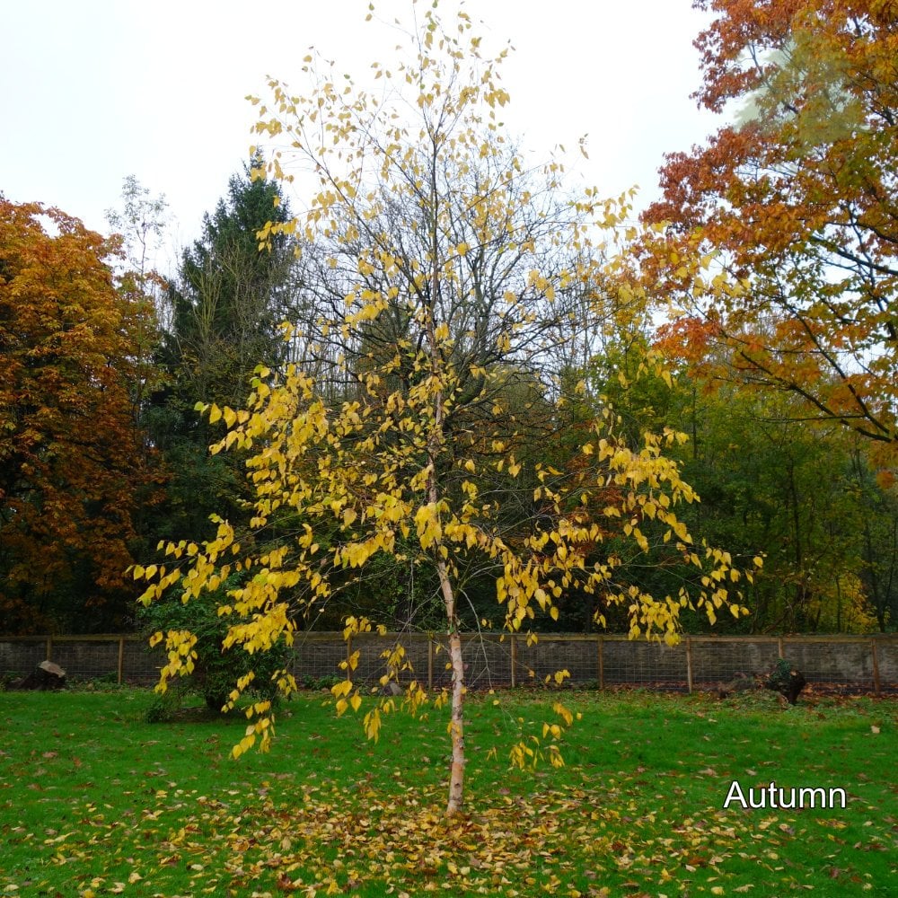 Betula nigra Tree - Image 2