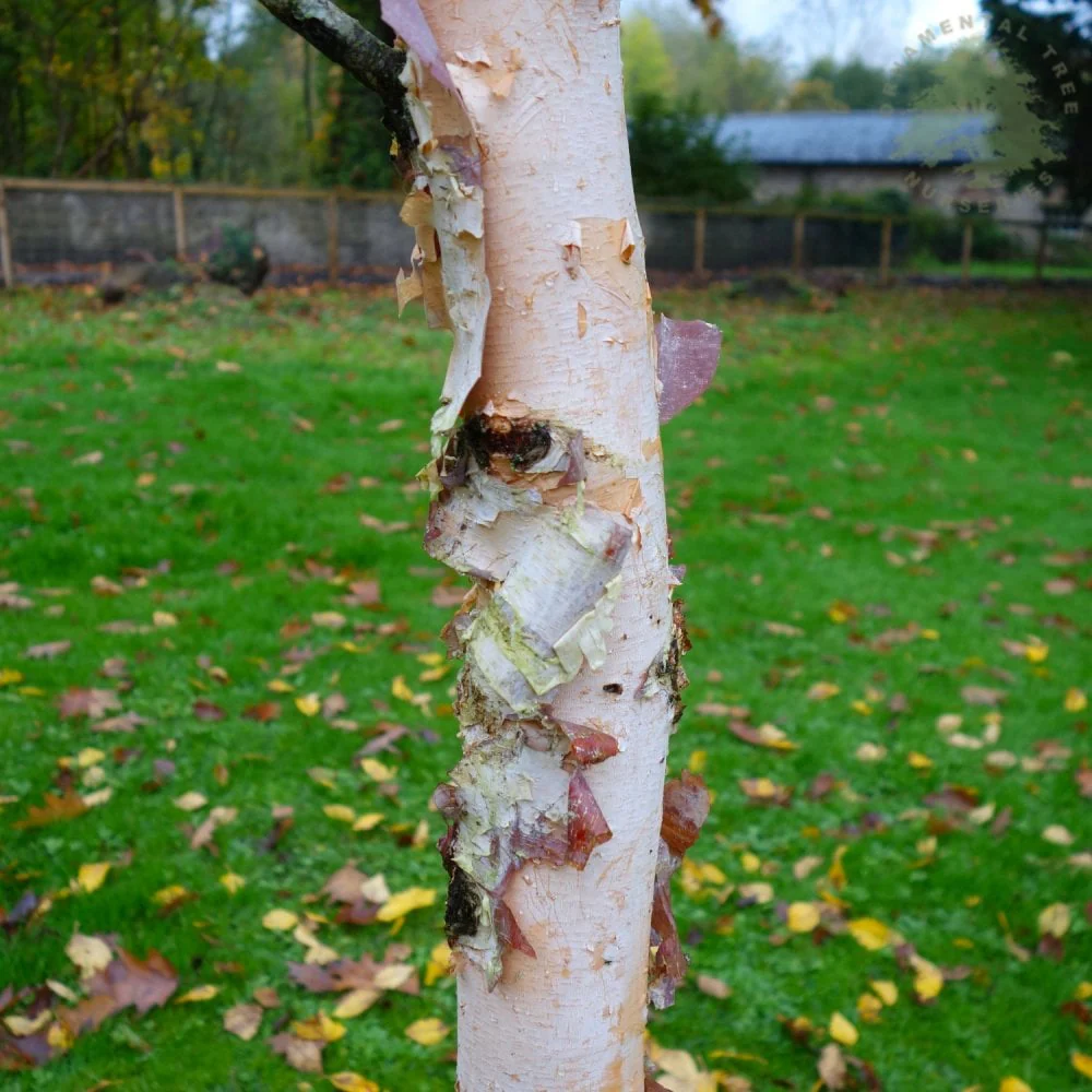 Betula nigra Tree - Image 3