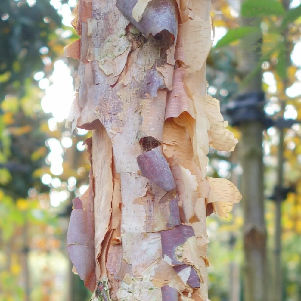 Betula nigra 'Black Star' Tree