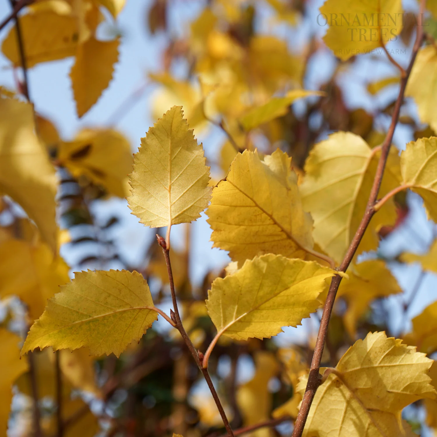 Betula nigra 'Black Star' Tree - Image 2