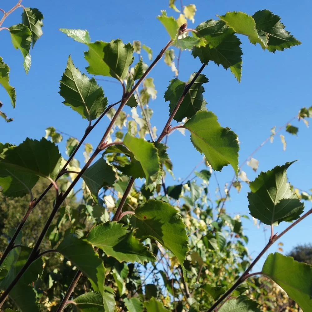 Betula nigra 'Black Star' Tree - Image 3