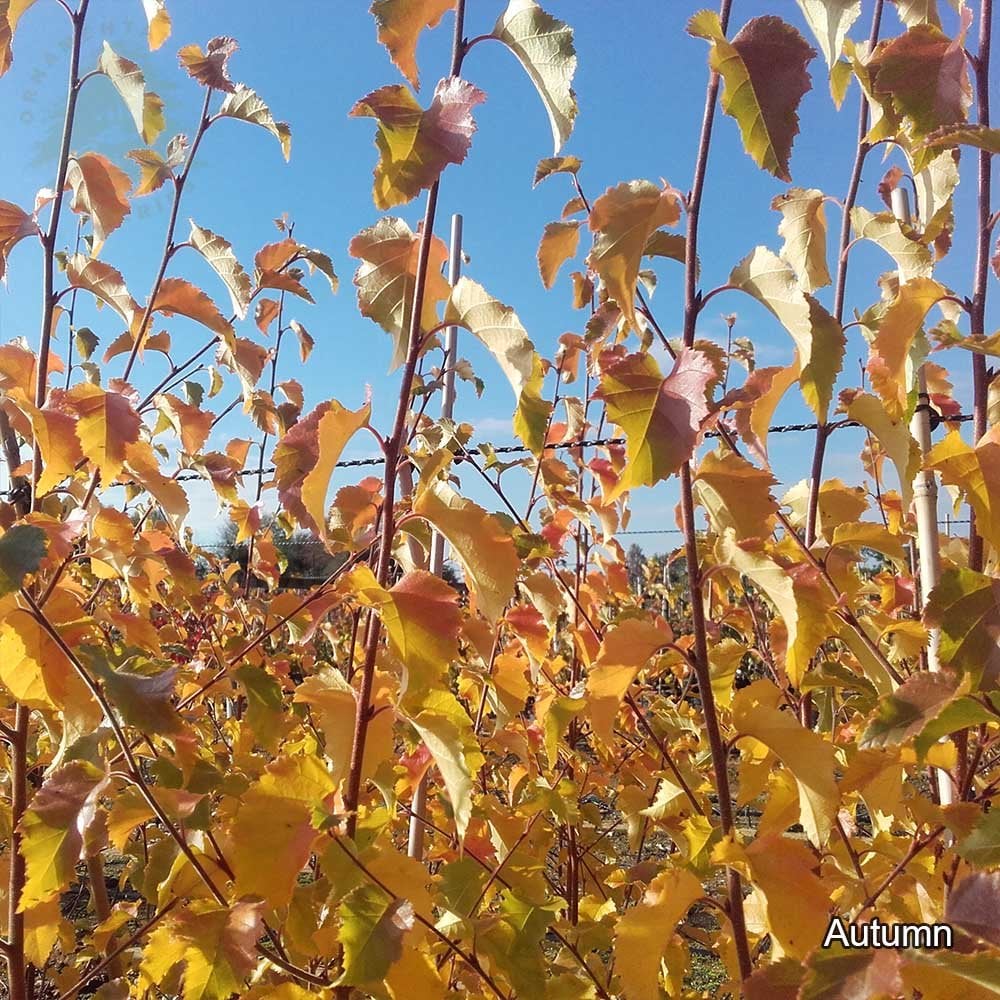 Betula nigra 'Black Star' Tree - Image 4