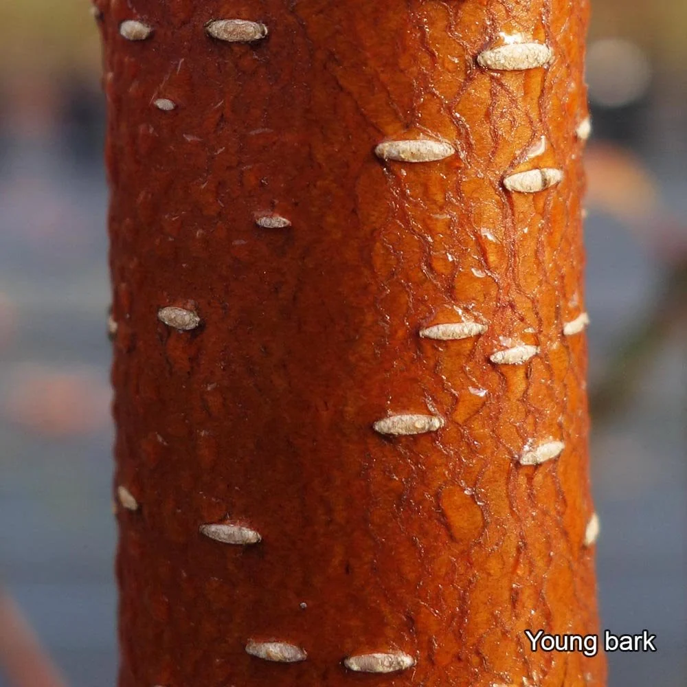 Betula nigra 'Black Star' Tree - Image 5