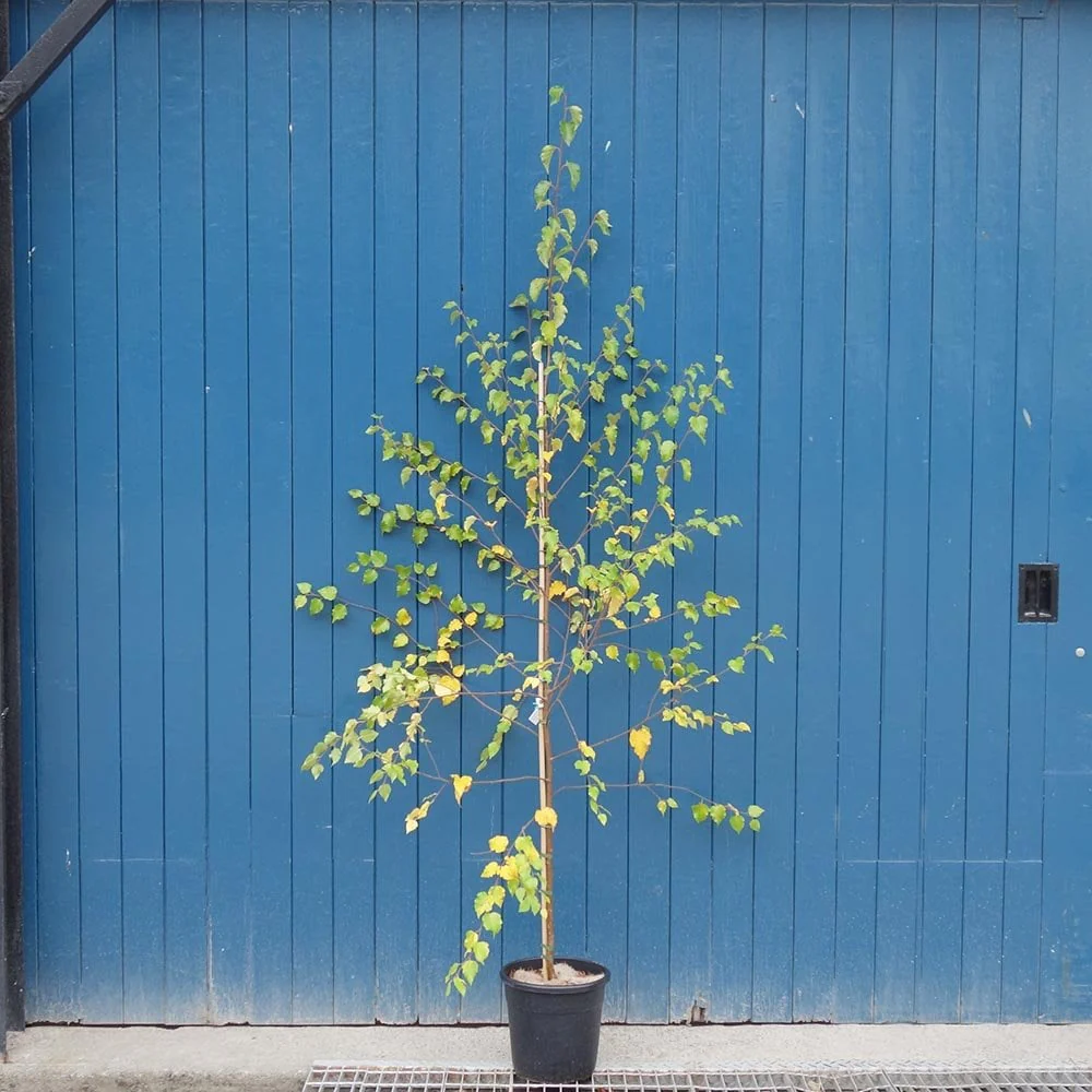 Betula nigra 'Black Star' Tree - Image 6