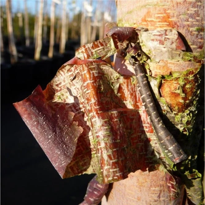 Betula nigra 'Heritage' Tree