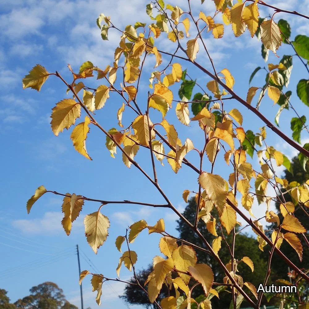 Betula nigra 'Heritage' Tree - Image 3