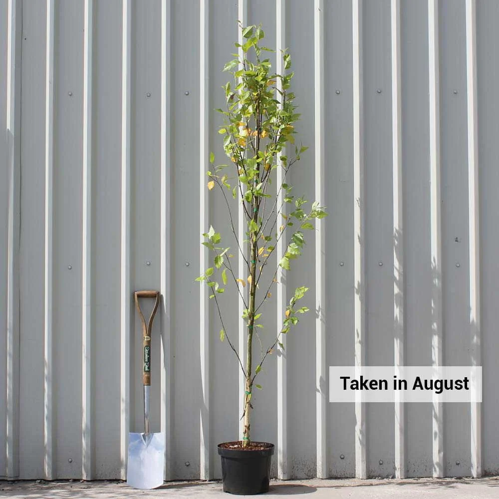 Betula nigra 'Heritage' Tree - Image 4