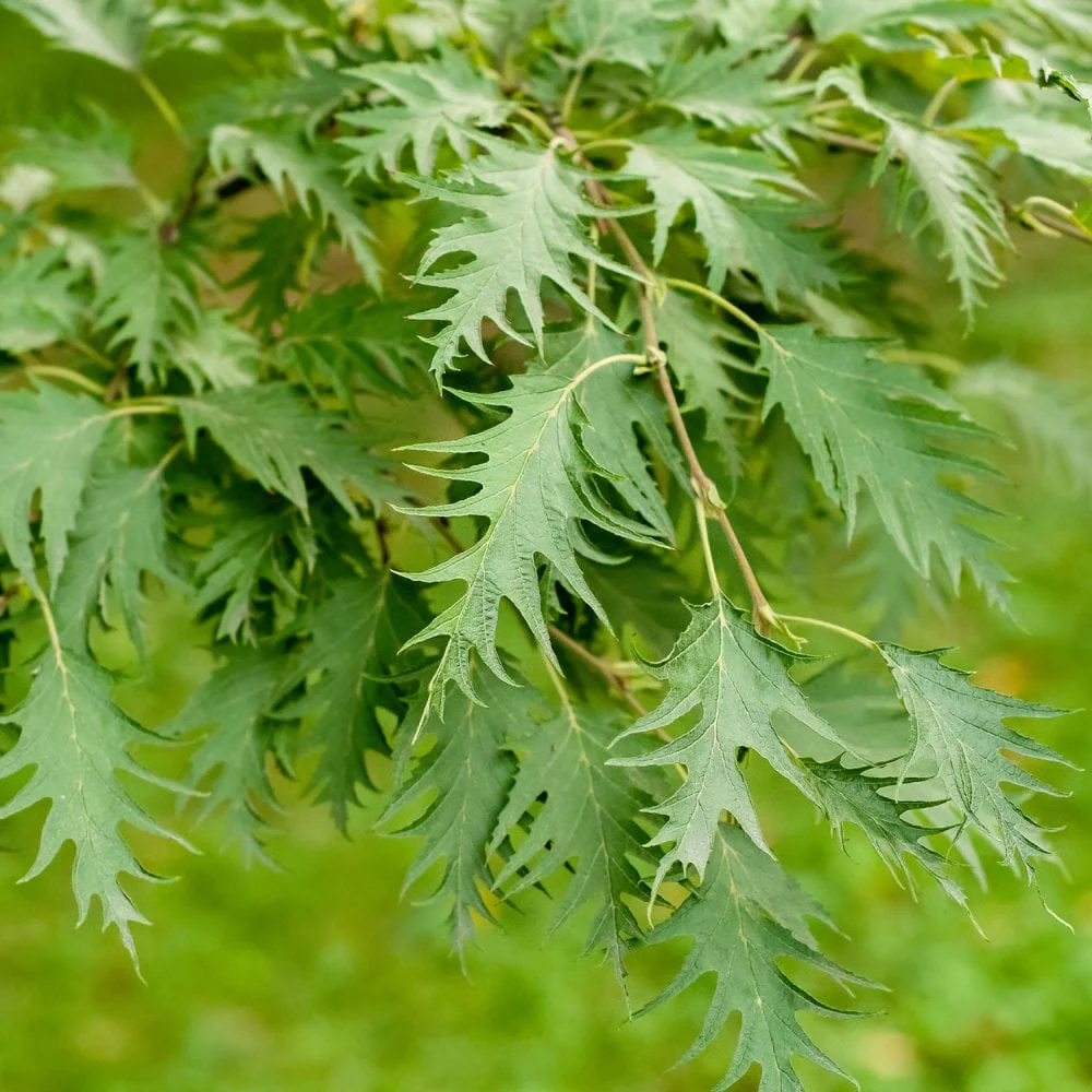 Betula pendula 'Dalecarlica' Tree
