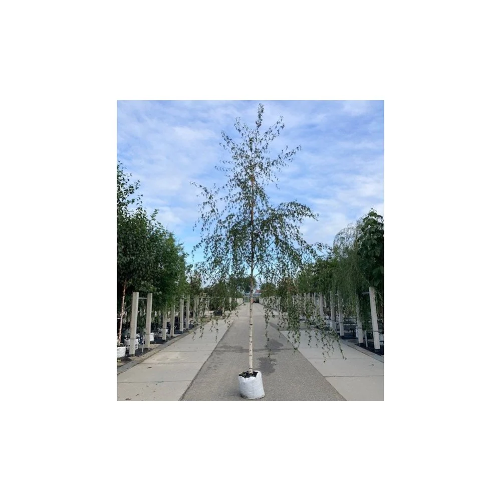 Betula pendula 'Dalecarlica' Tree - Image 5