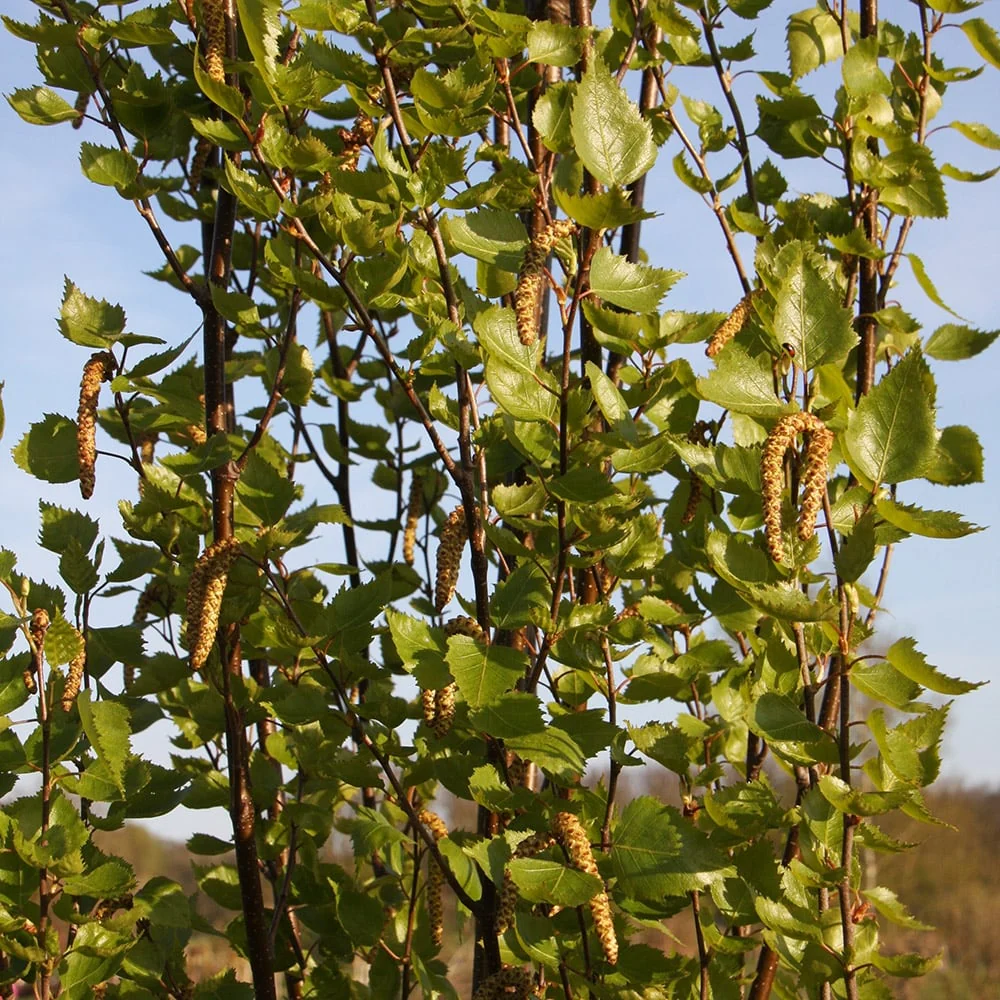 Betula pendula 'Fastigiata Joes' Tree - Image 2