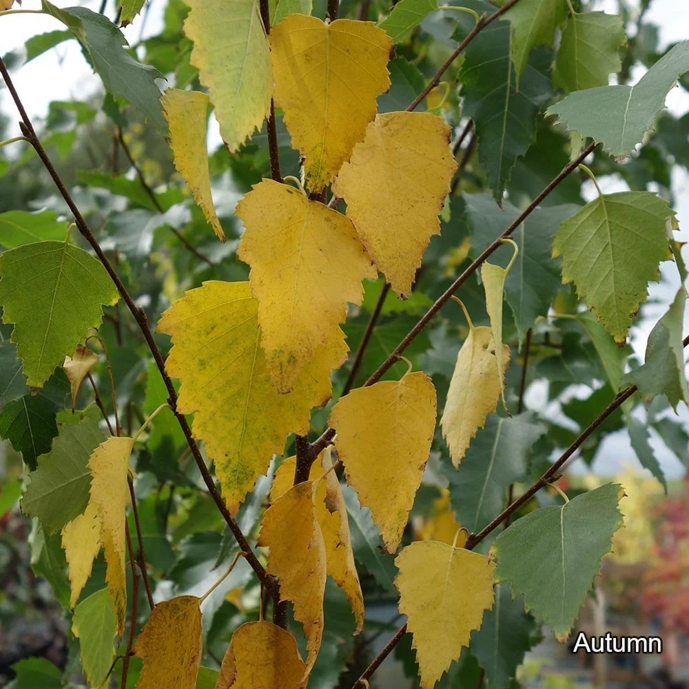 Betula pendula 'Fastigiata Joes' Tree - Image 3