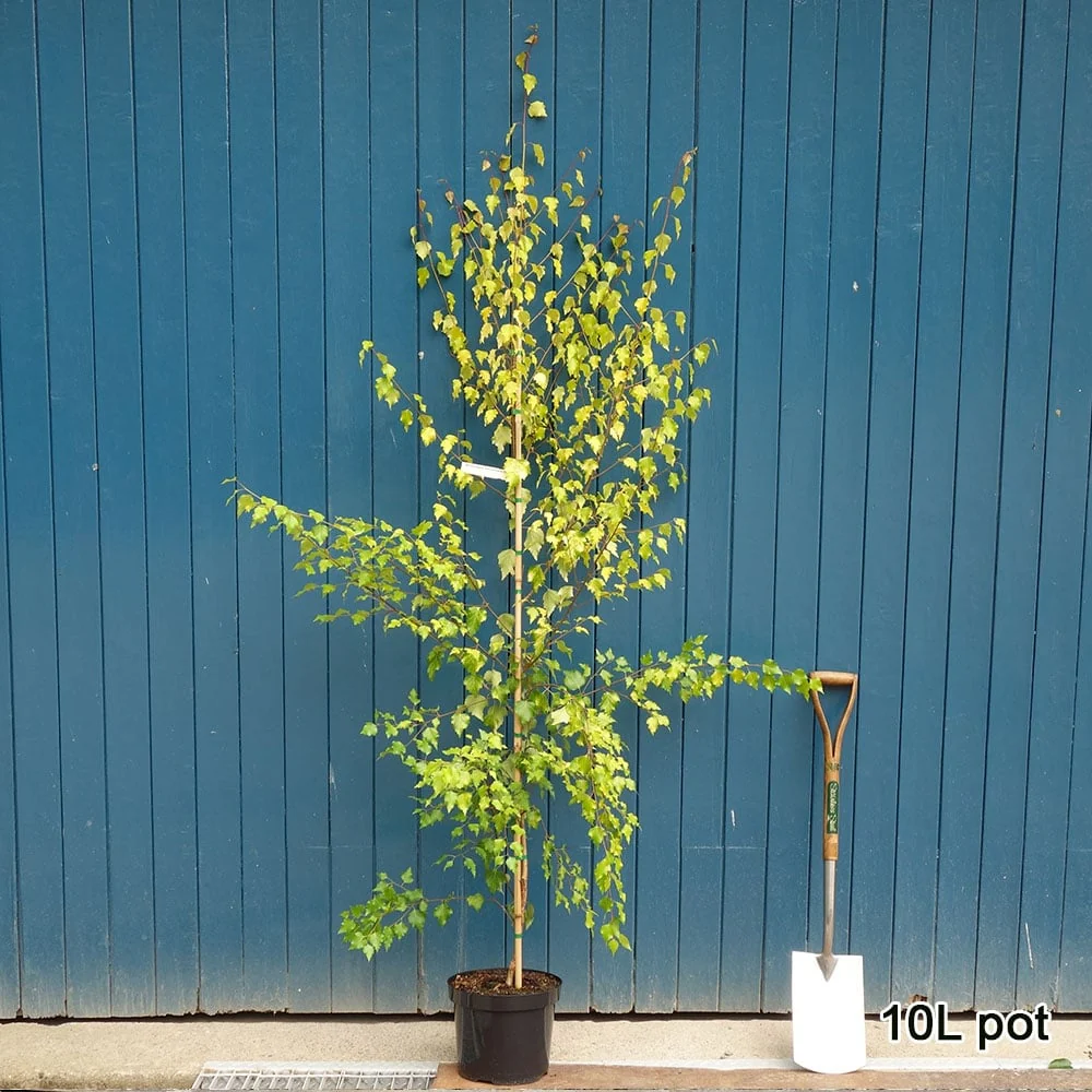 Betula pendula 'Golden Beauty' Tree - Image 4