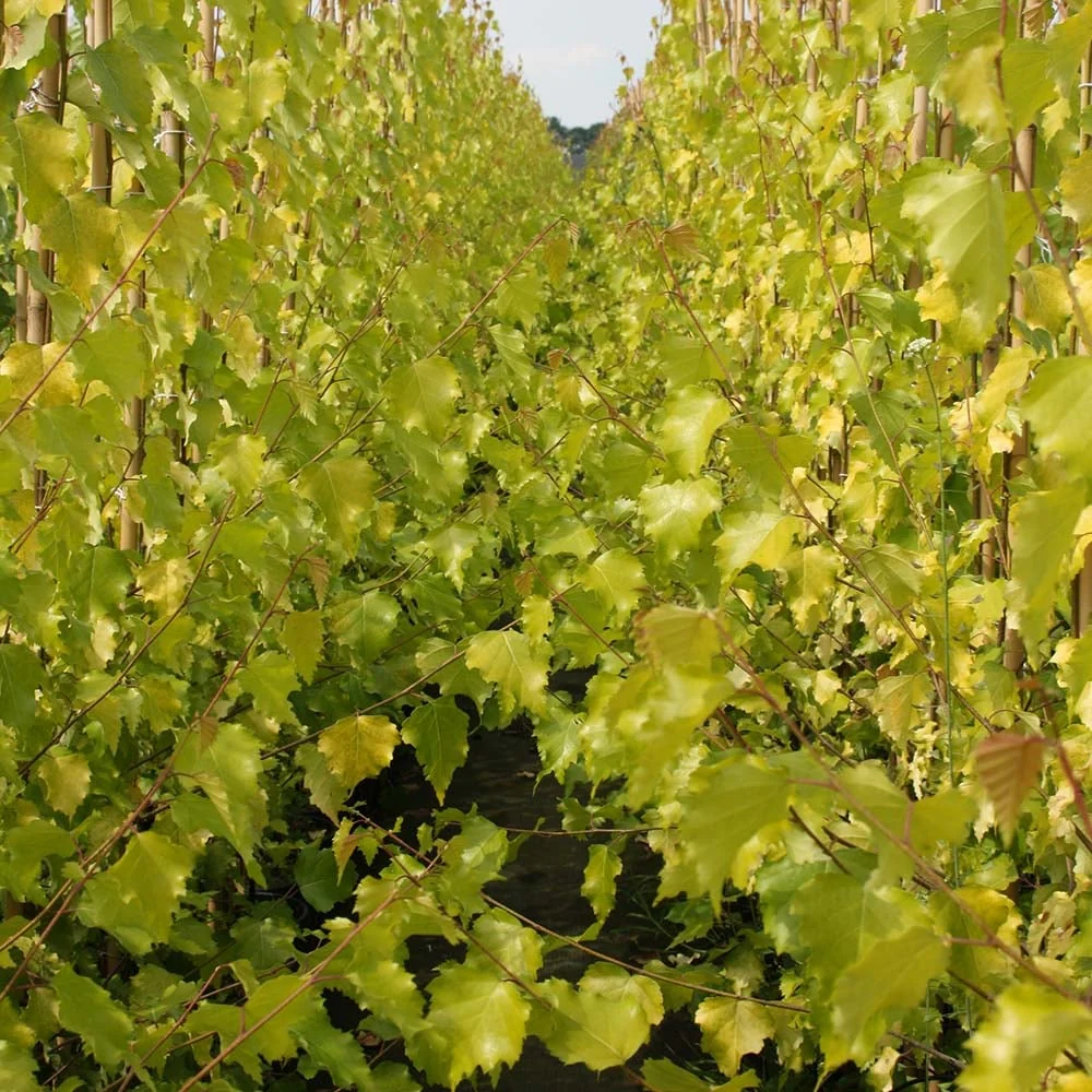 Betula pendula 'Golden Obelisk' Tree