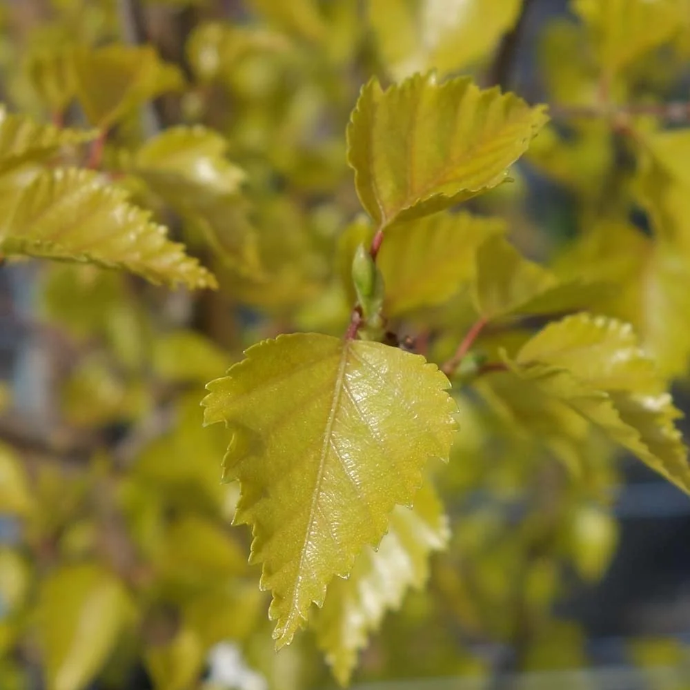 Betula pendula 'Golden Obelisk' Tree - Image 2