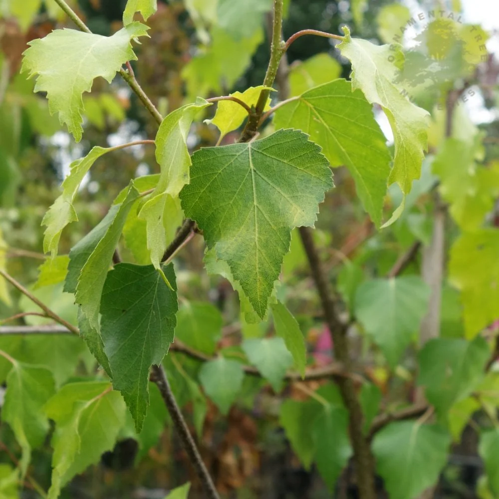 Betula pendula 'Golden Obelisk' Tree - Image 3