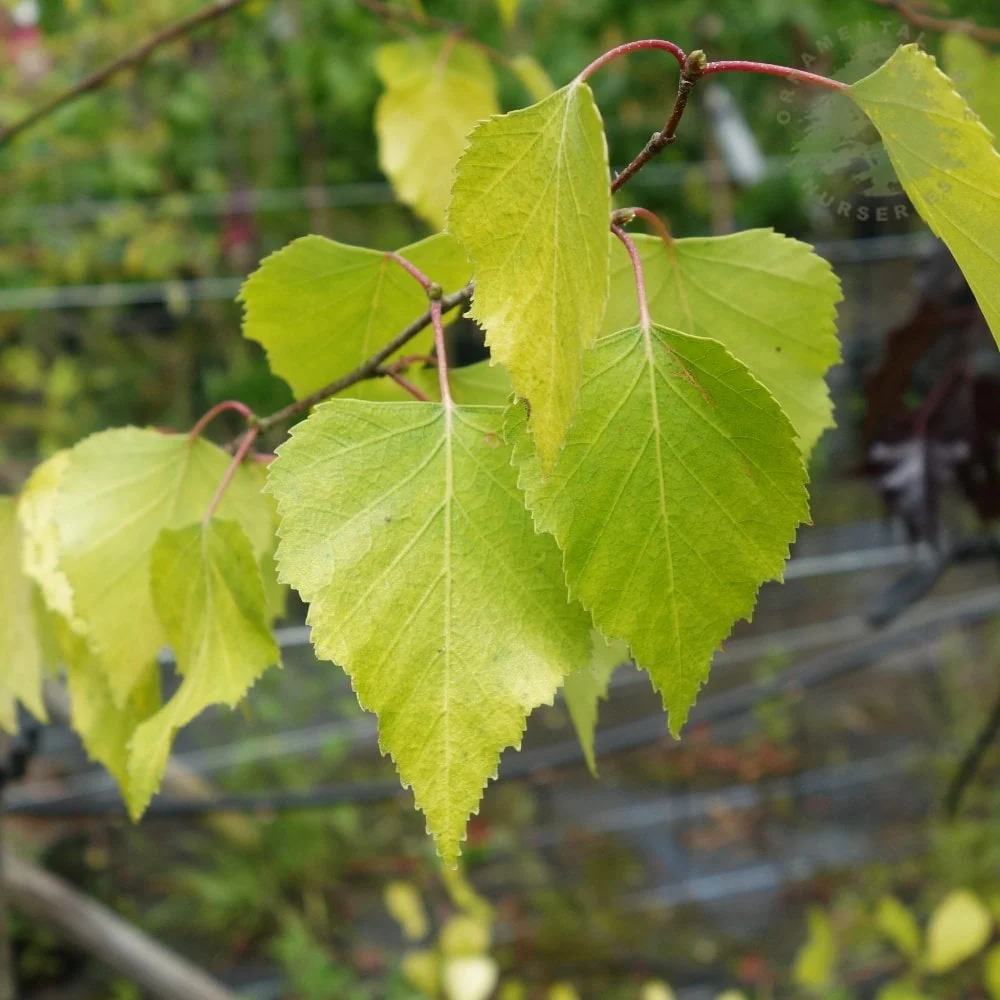 Betula pendula 'Golden Obelisk' Tree - Image 4