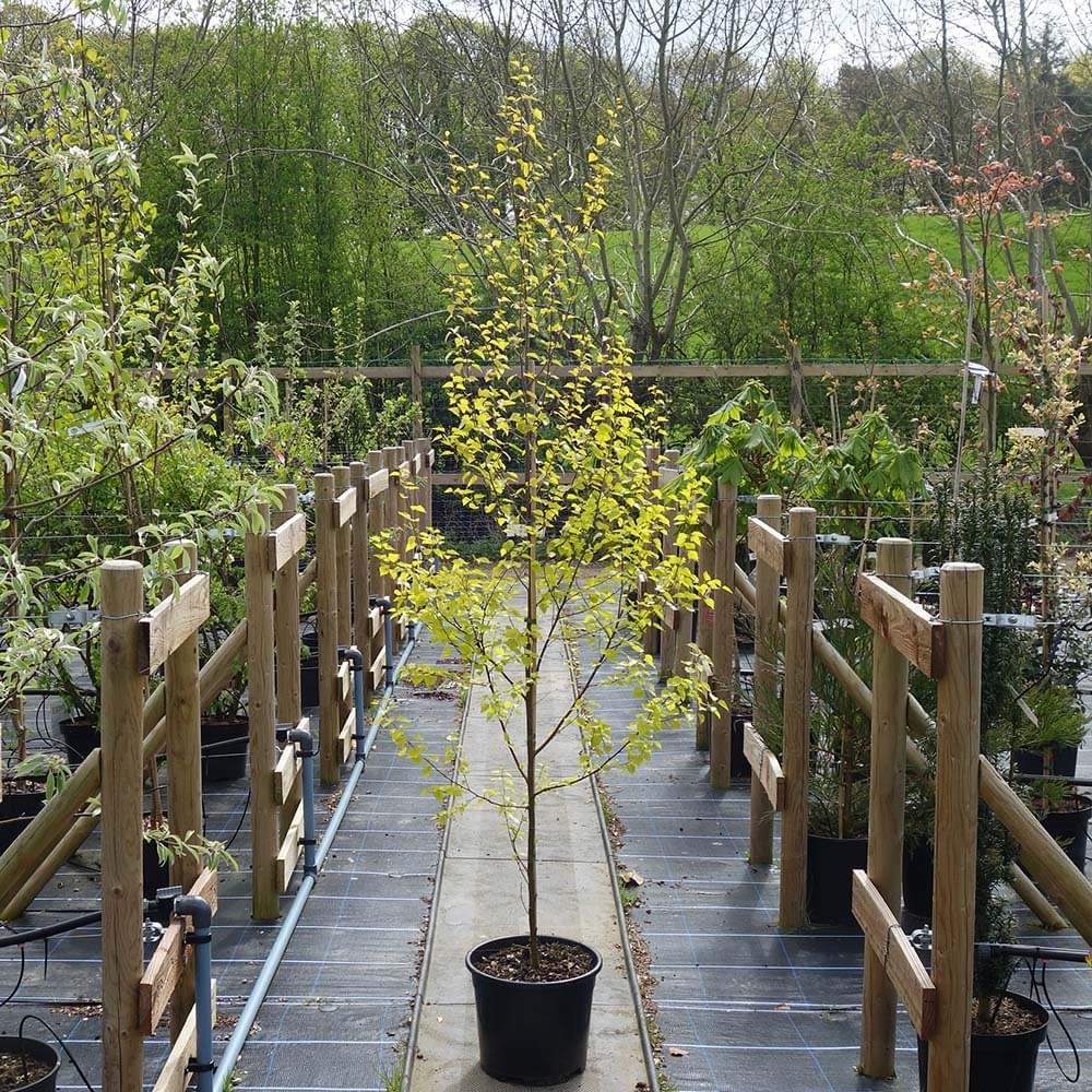 Betula pendula 'Golden Obelisk' Tree - Image 5