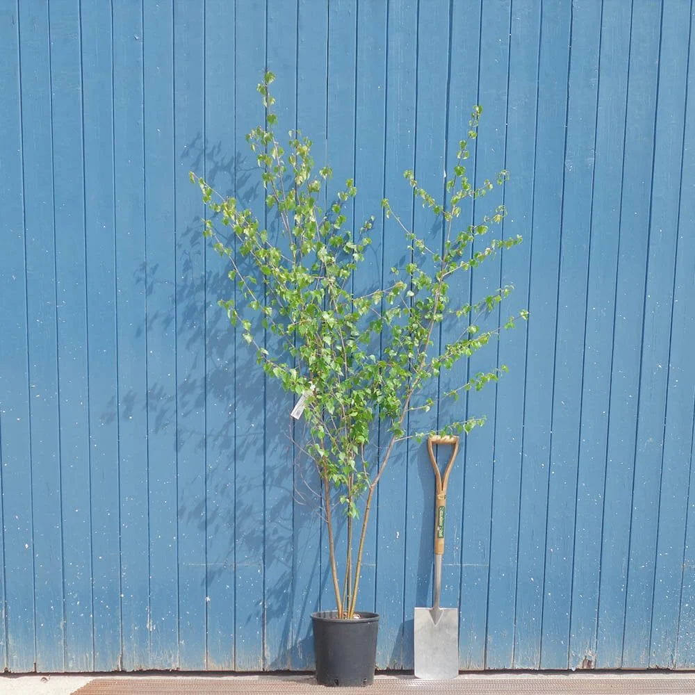 Betula pendula Tree - Image 7
