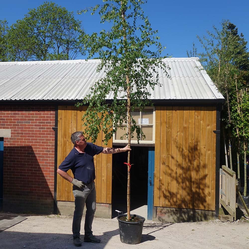 Betula pendula Tree - Image 8