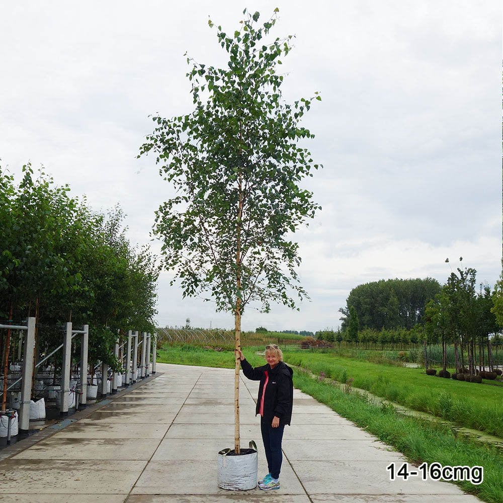Betula pendula Tree - Image 9