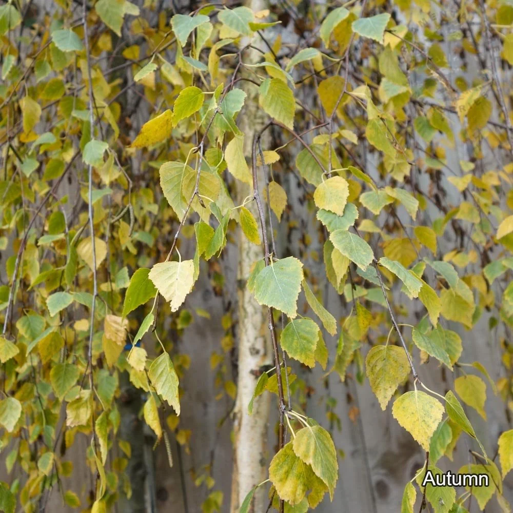 Betula pendula 'Youngii' Tree - Image 3