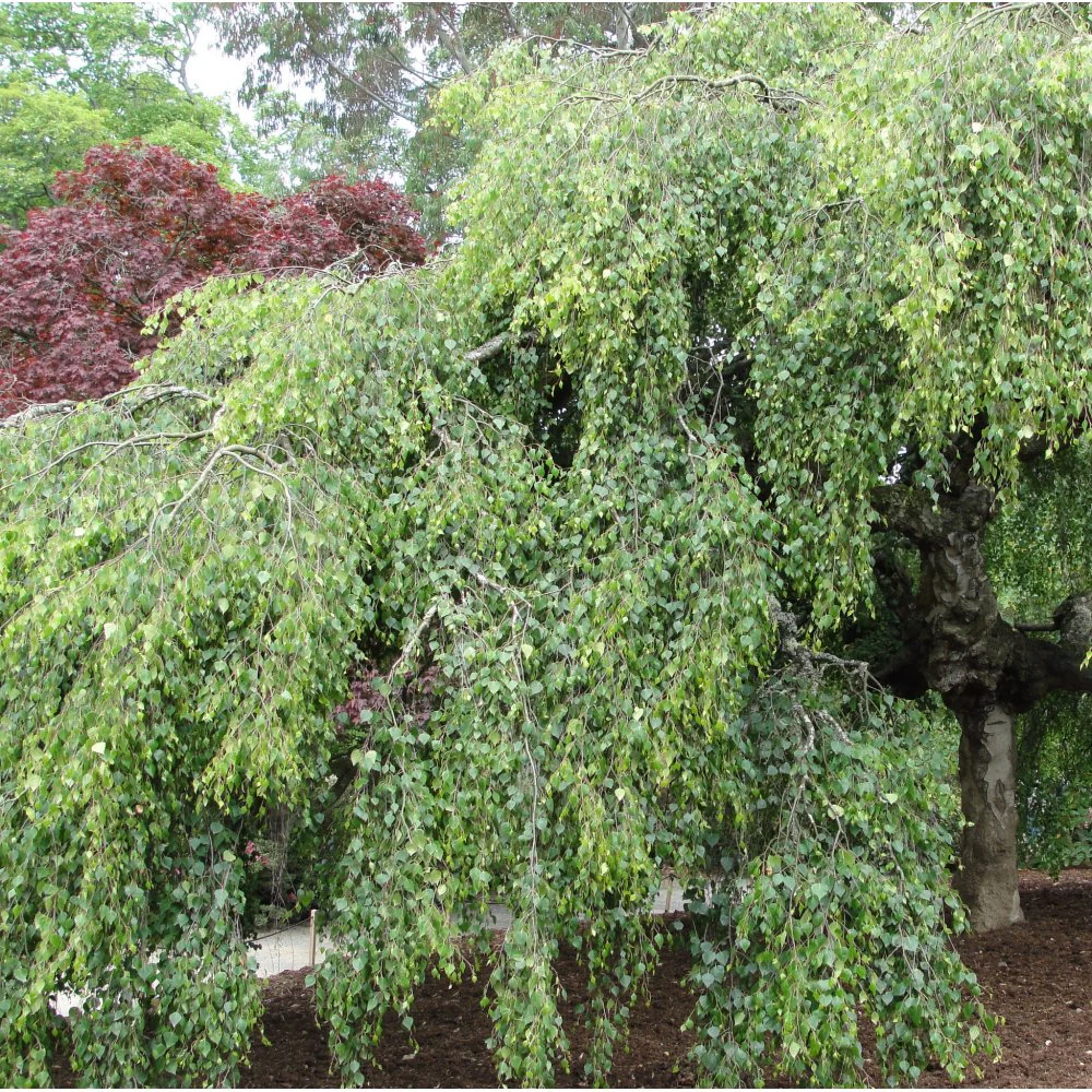 Betula pendula 'Youngii' Tree - Image 4
