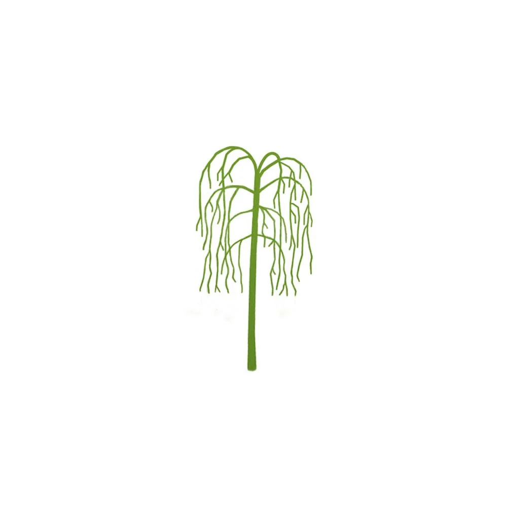 Betula pendula 'Youngii' Tree - Image 6