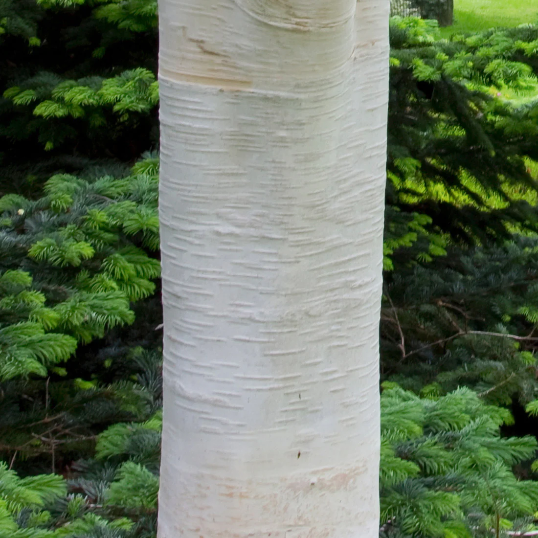 Betula utilis jacquemontii 'Grayswood Ghost' Tree - Image 2