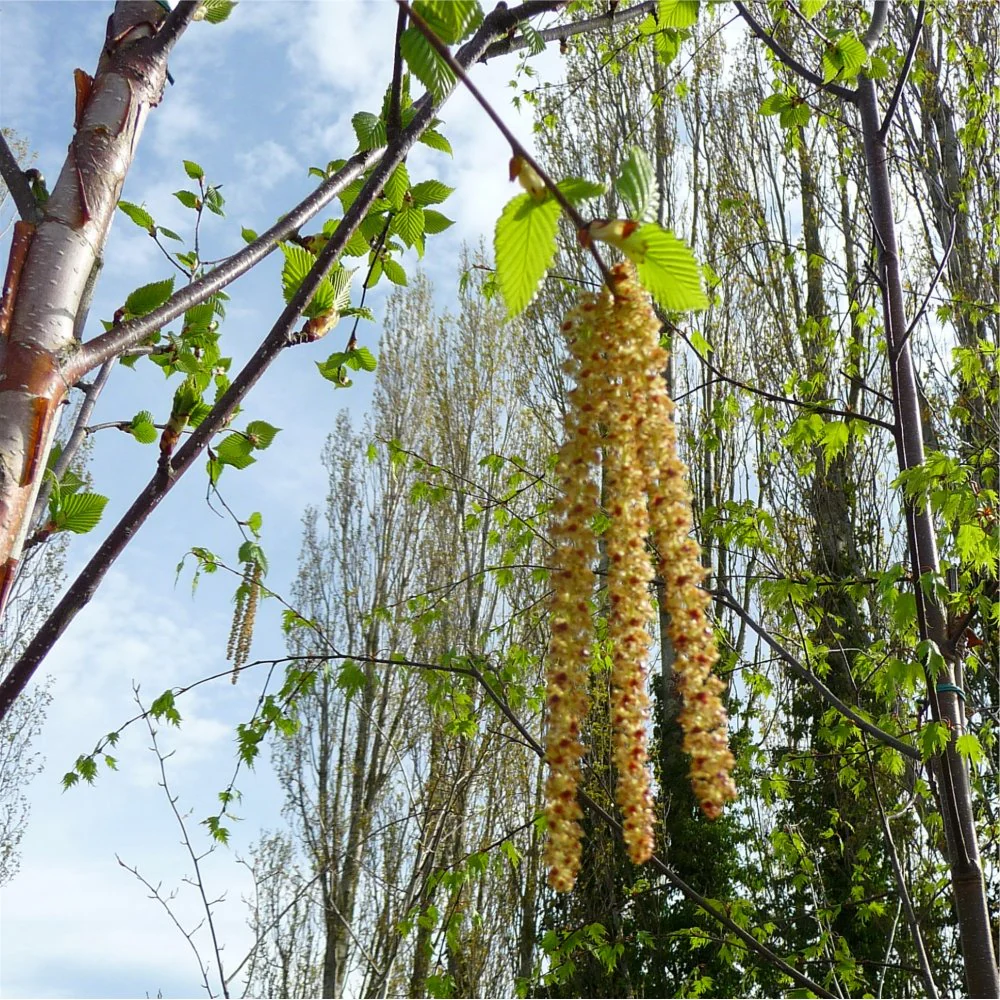 Betula utilis jacquemontii 'Jermyns' Tree - Image 2