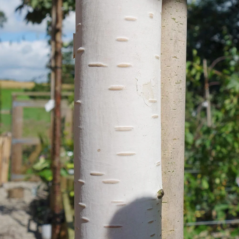 Betula utilis jacquemontii 'Moonbeam' Tree
