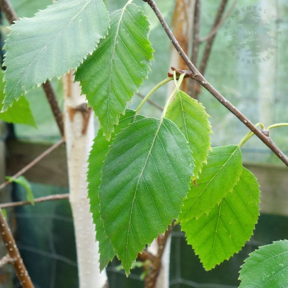 Betula utilis jacquemontii Multi Stem Tree - Image 3