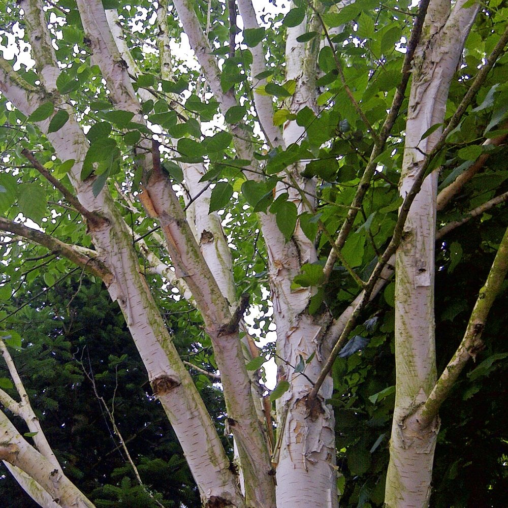 Betula utilis jacquemontii Multi Stem Tree - Image 4