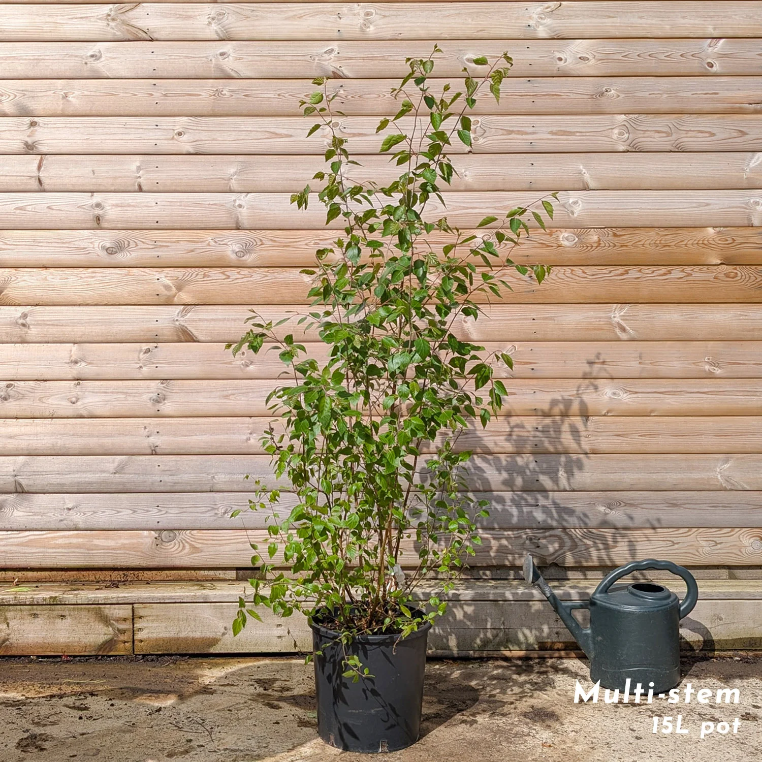 Betula utilis jacquemontii Multi Stem Tree - Image 5