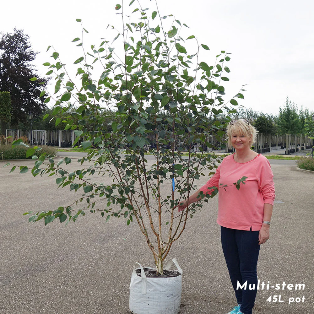 Betula utilis jacquemontii Multi Stem Tree - Image 7