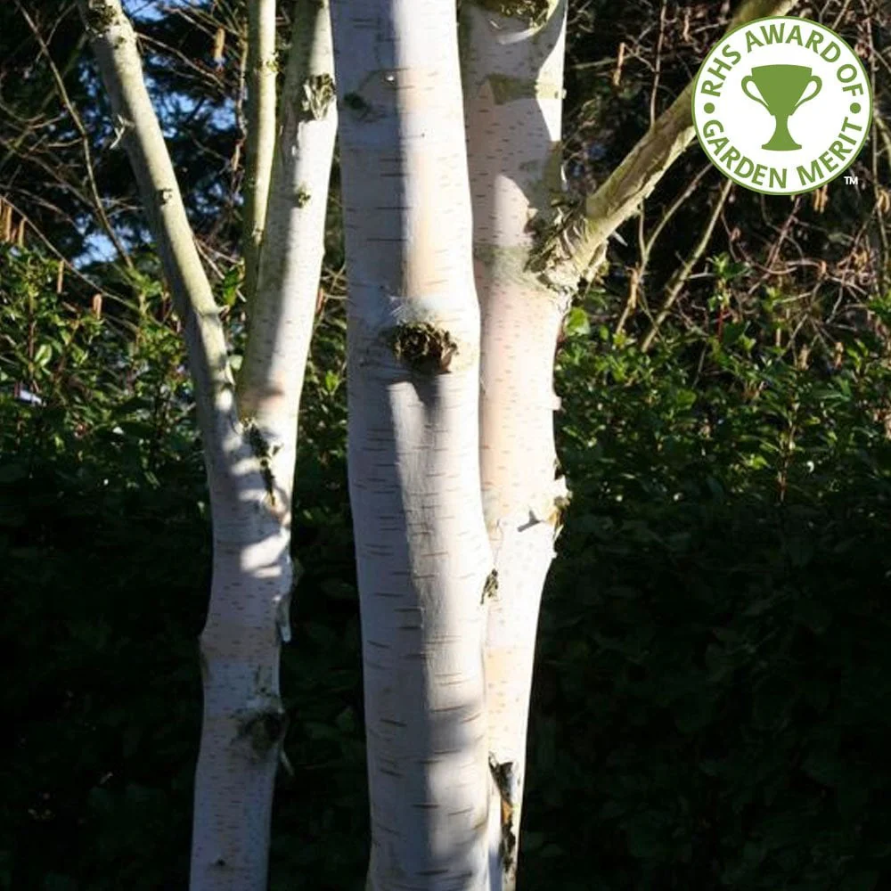 Betula utilis jacquemontii 'Silver Shadow' Tree