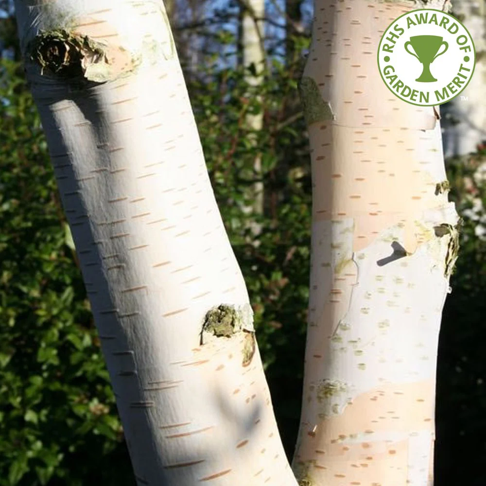 Betula utilis jacquemontii 'Silver Shadow' Tree - Image 2
